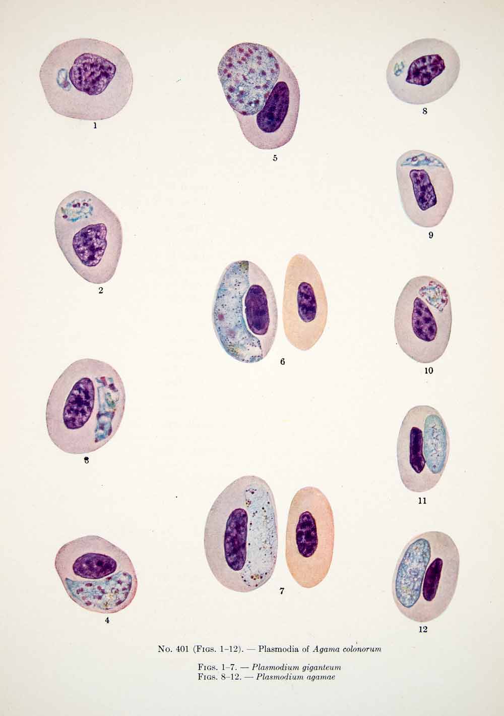1930 Color Print Plasmodia Color Agama Colonrum Plasmodium Plasma XGEC4