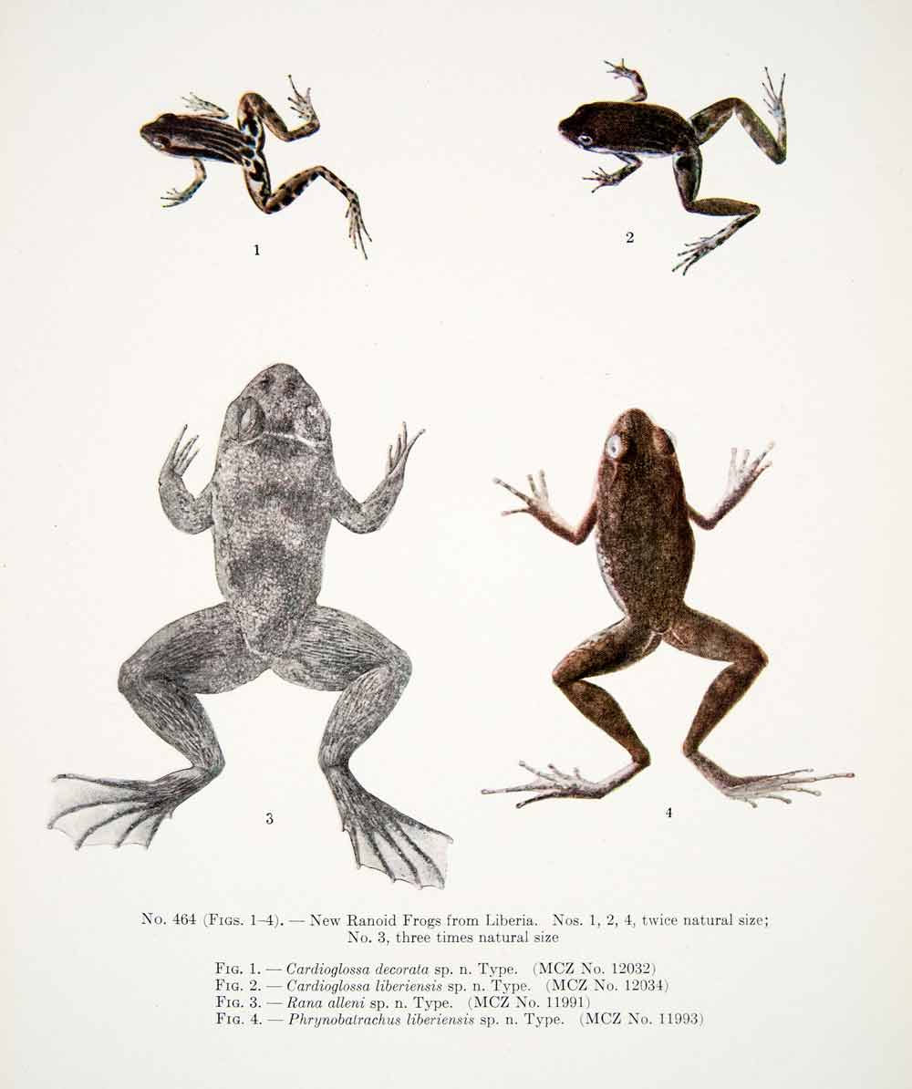 1930 Color Print Ranoid Frogs Liberia Africa Cardioglossa Rana XGEC4