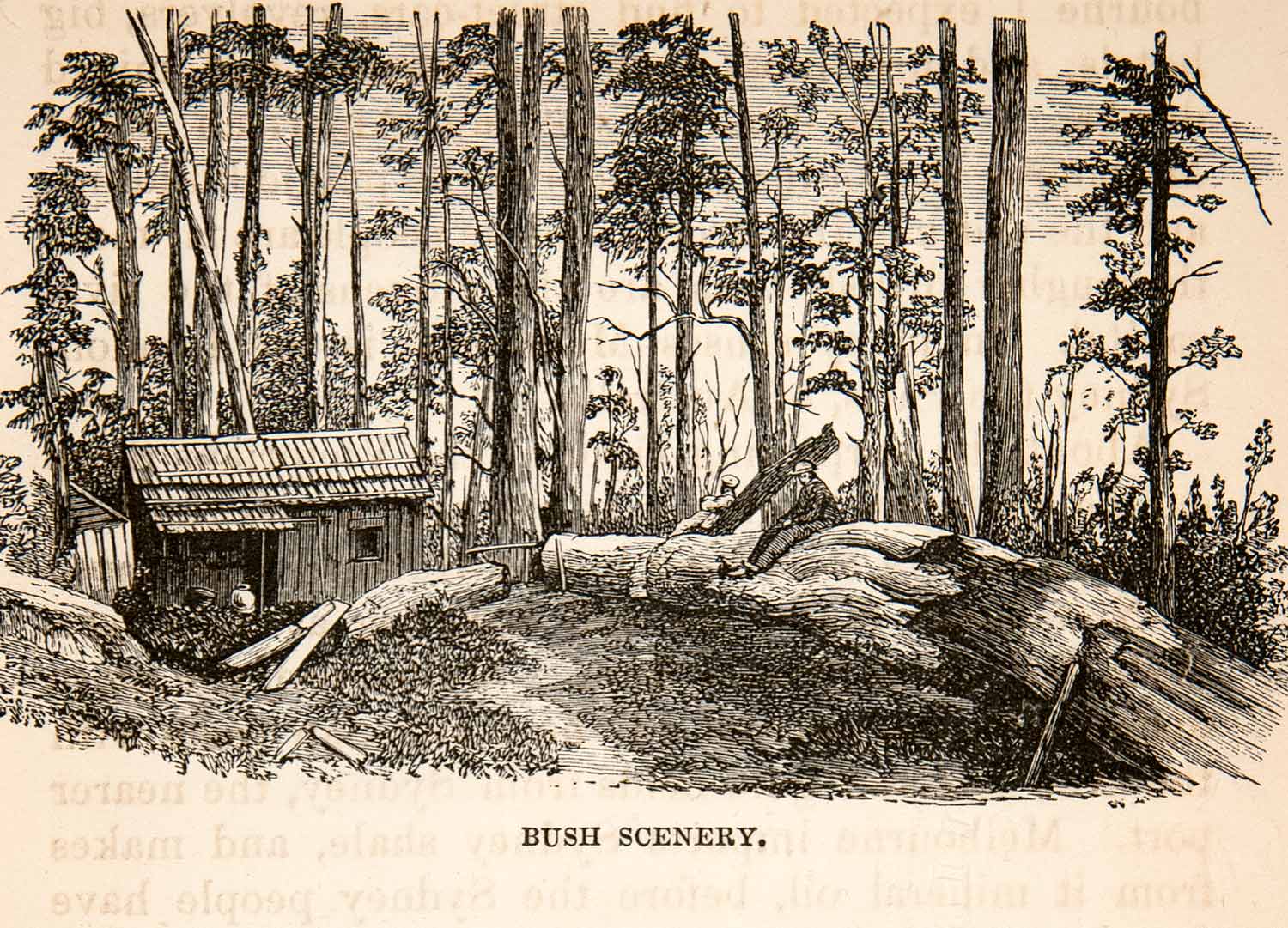 1869 Wood Engraving Bush Scenery American West Landscape Shack California XGEC5