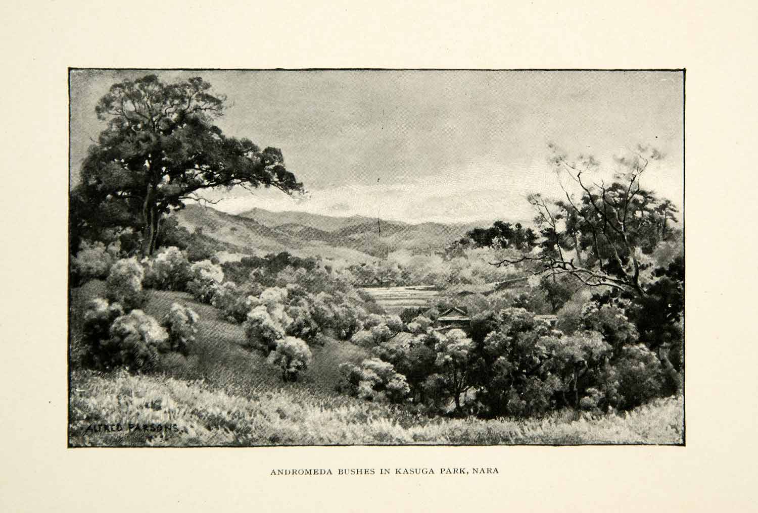 1896 Print Andromeda Bushes Kasuga Nara Japan Landscape Nature Alfred XGED1
