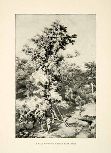 1896 Print Alfred Parsons Wisteria Tree Japanese Kasuga Park Nature Scene XGED1