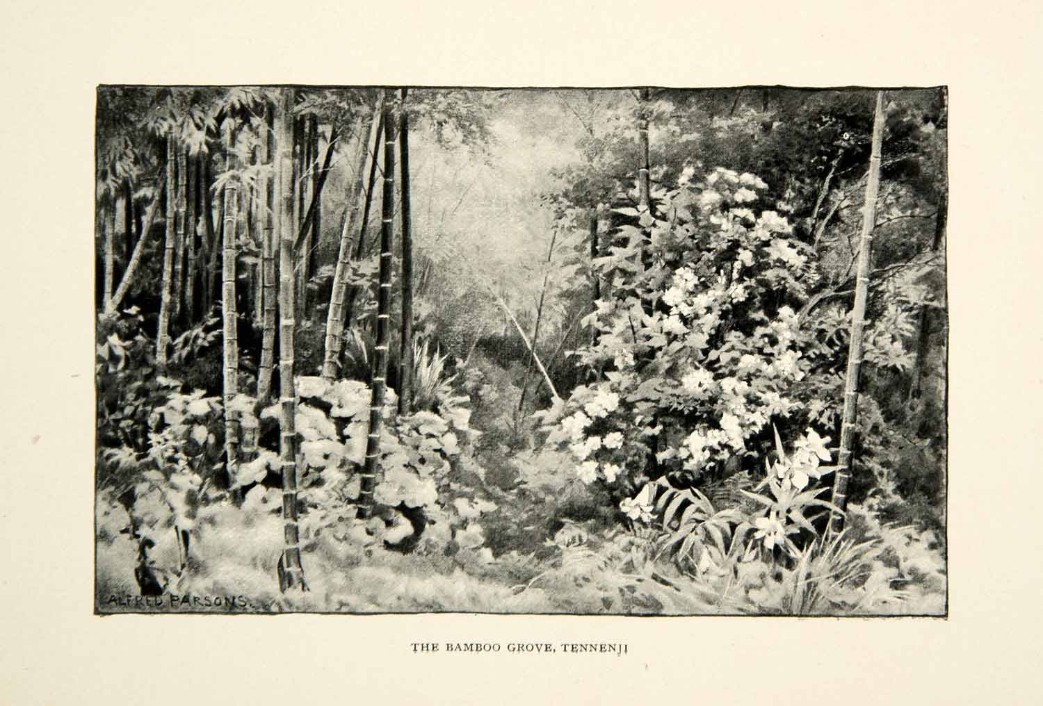 1896 Print Bamboo Grove Tennen-ji Alfred Parsons Japan Forest Asian Nature XGED1