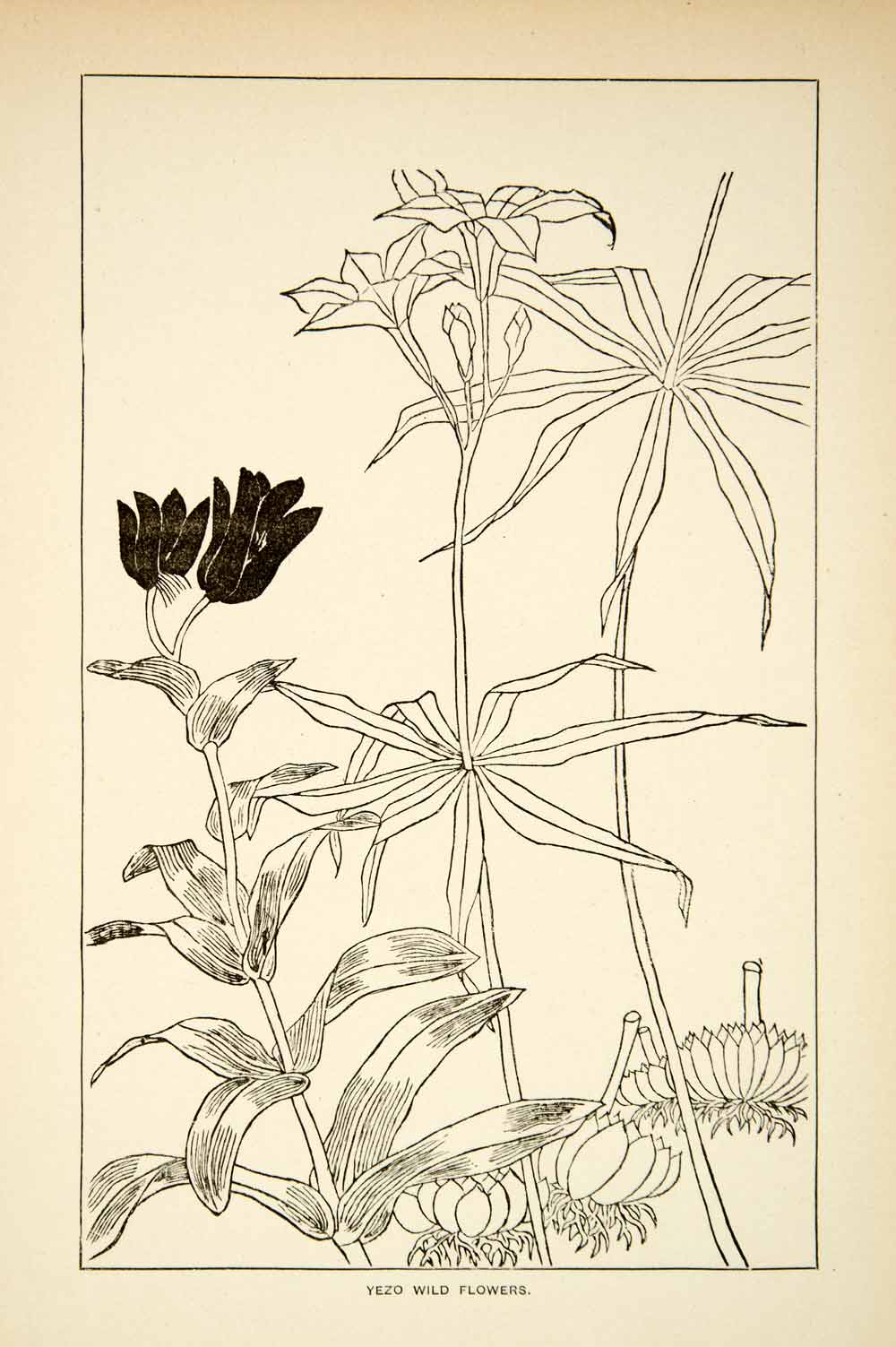 1884 Print Yezo Wild Flowers Japanese Floral Botanical Leaves Indigenous XGED2