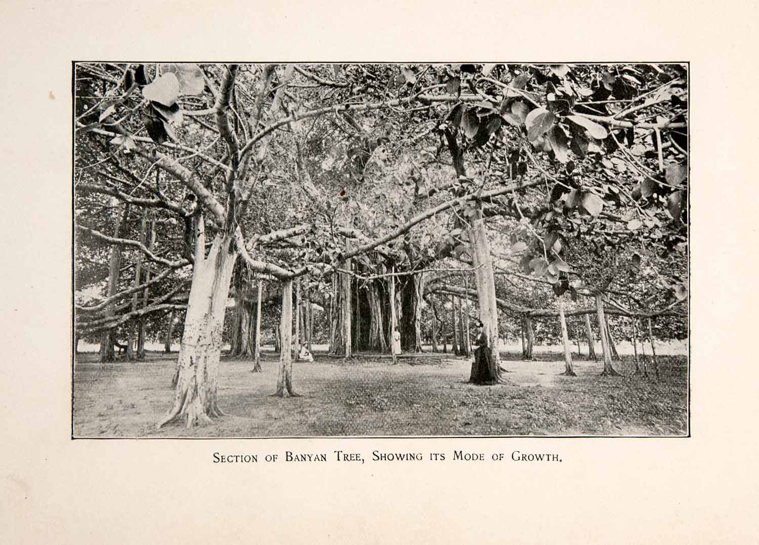 1896 Print Sections Banyan Tree Growth Branches Leaves Tiger Jungle Africa XGFB3
