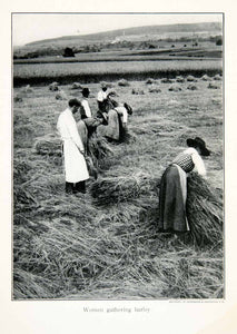 1911 Print Barley Germany Harvest Crop Field Agriculture Cultivation XGFB8