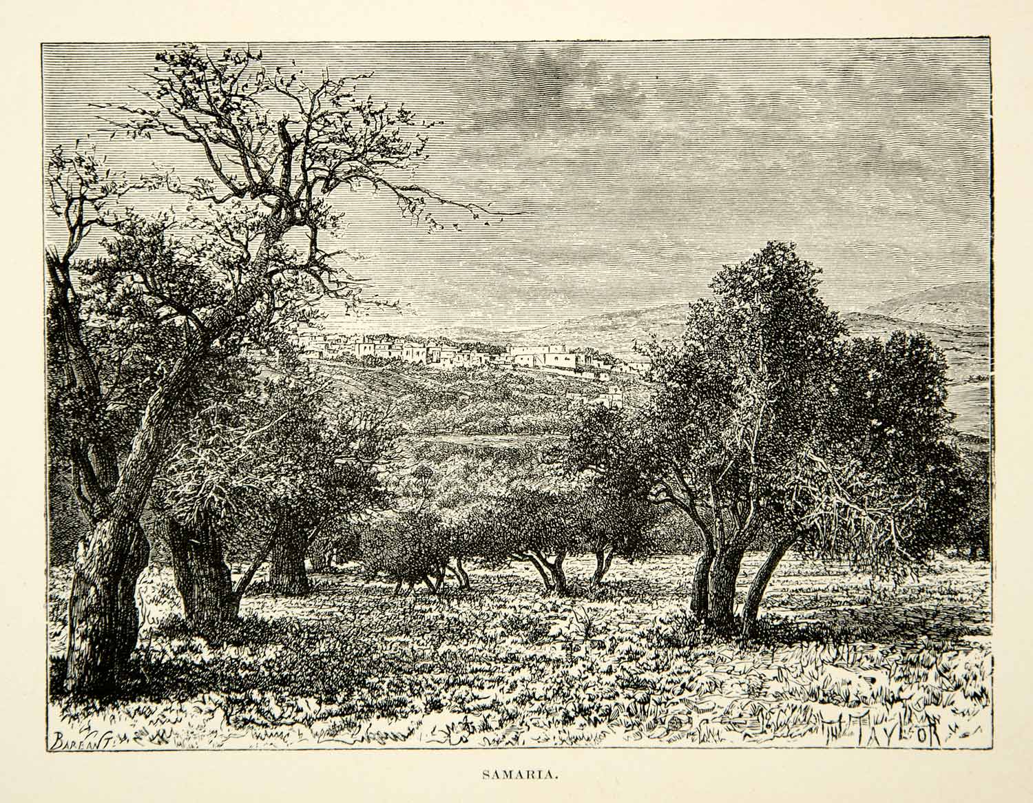 1891 Wood Engraving Samaria Landscape Biblical Trees Middle East Field XGFD1