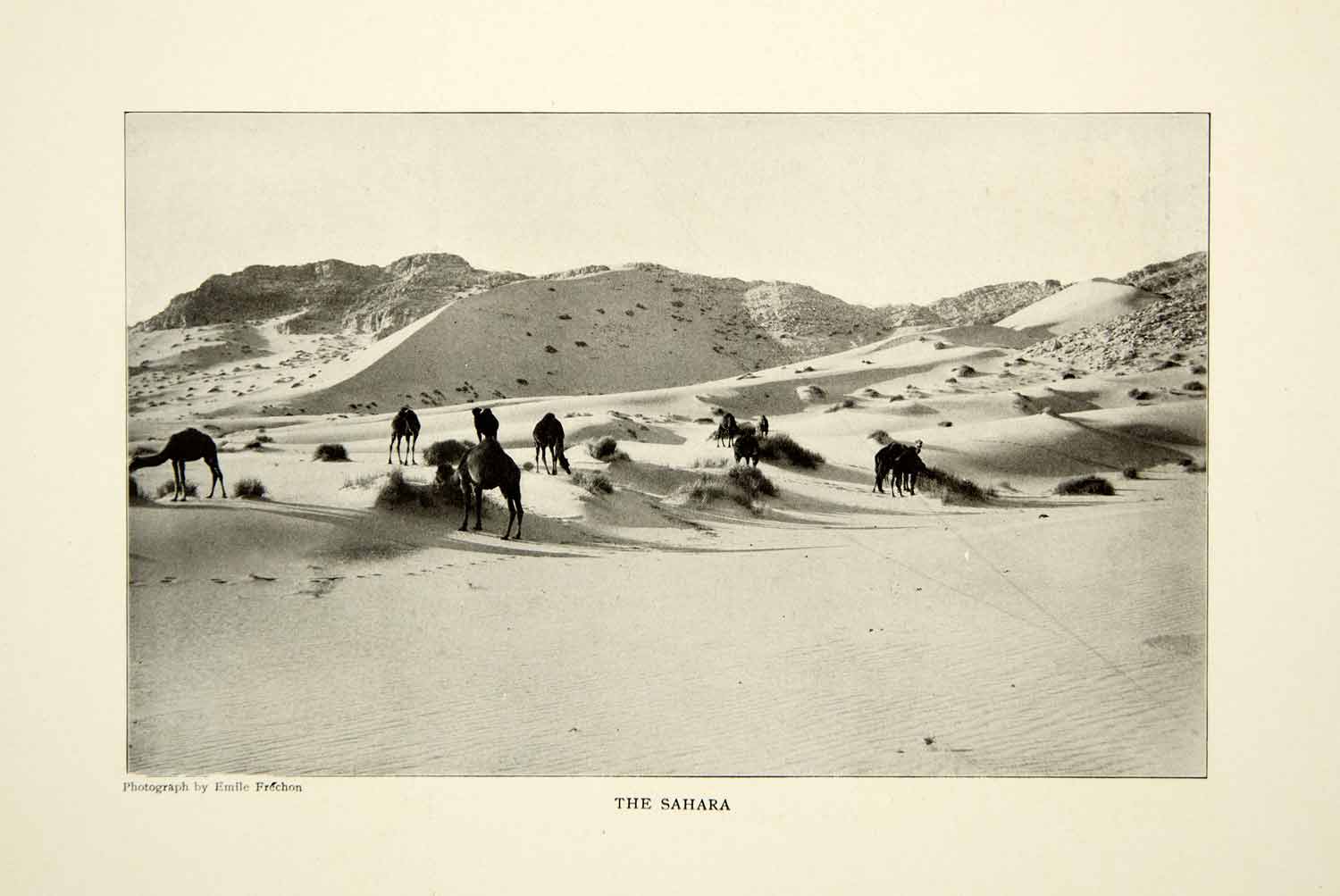 1903 Print Algeria Sahara Desert Landscape Camels Animals Historical Image XGFD2