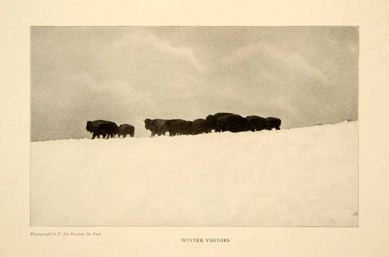 1903 Print Yellowstone National Park Buffalo Herd Wildlife Animals Image XGFD2