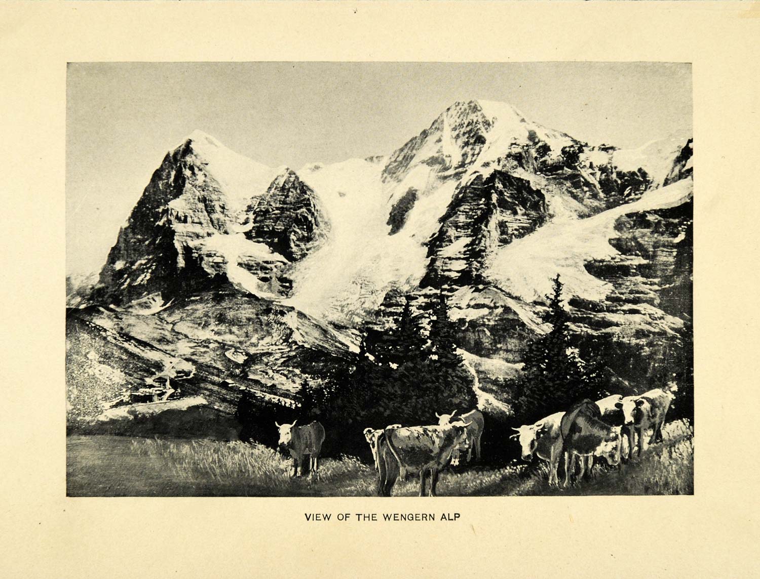 1909 Print Wengern Alps Mountain Cattle Farm Animal Switzerland Dairy Field XGG3