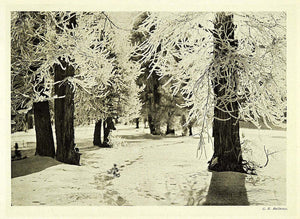1907 Print Frost Larch Tree Ballance Switzerland Swiss Forest Winter Snow XGG4