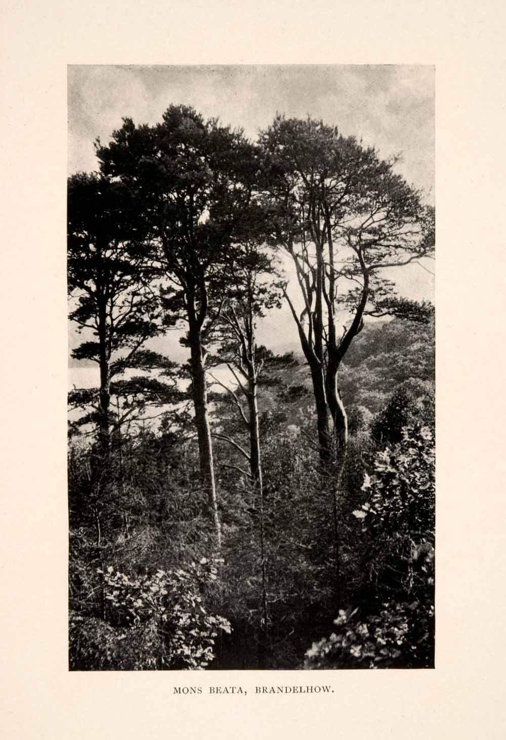 1903 Halftone Print Mons Beata Brandelhow Forest Landscape English Country XGGA3