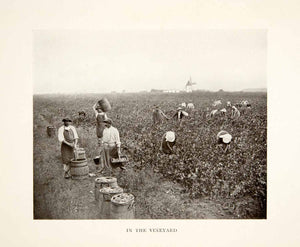 1906 Print French Grape Wine Vineyard Agriculture Farming Historic Image XGGB4