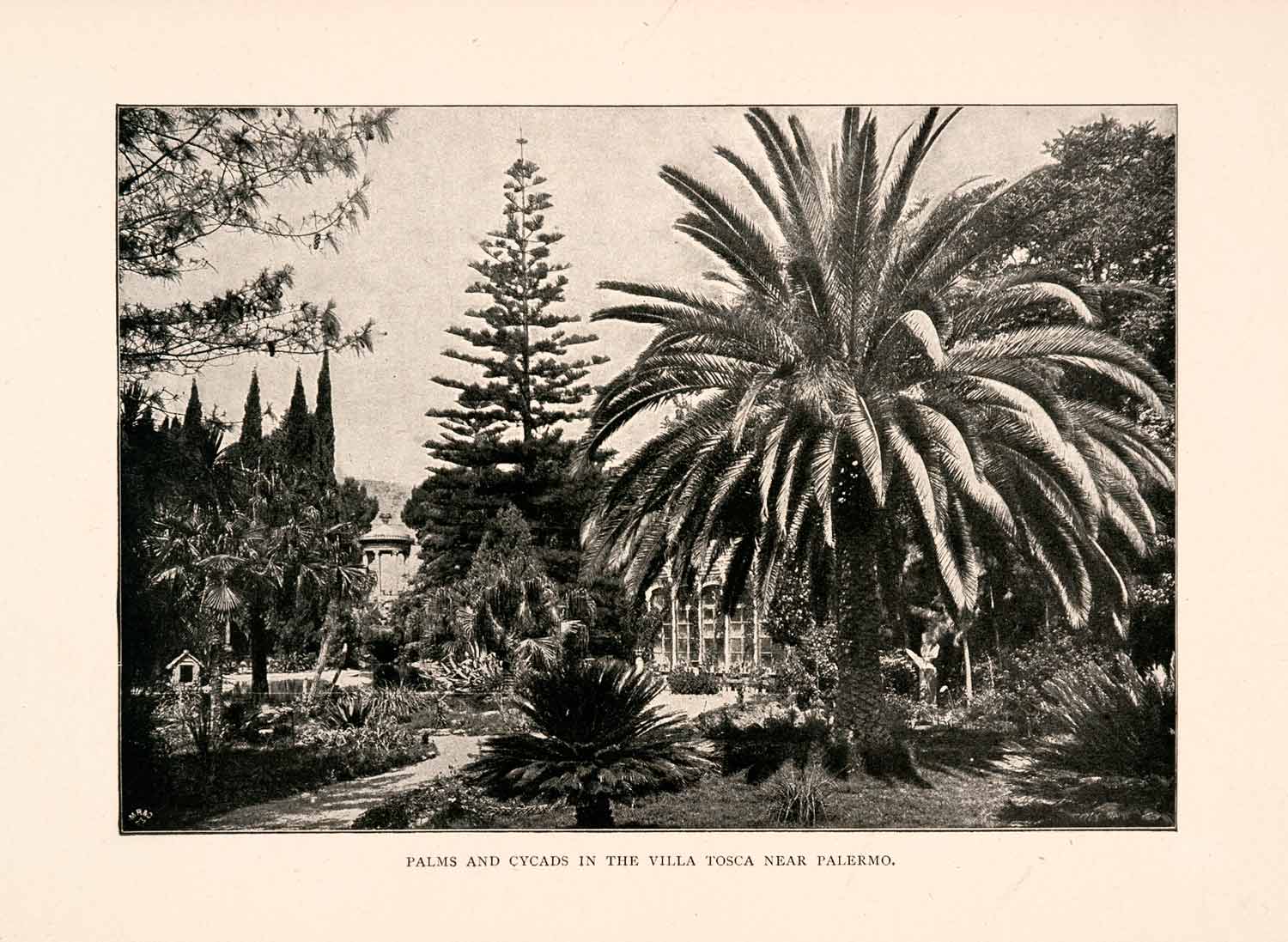 1904 Print Palms Cycads Villa Tosca Palermo Tree Italy Resort XGHA3