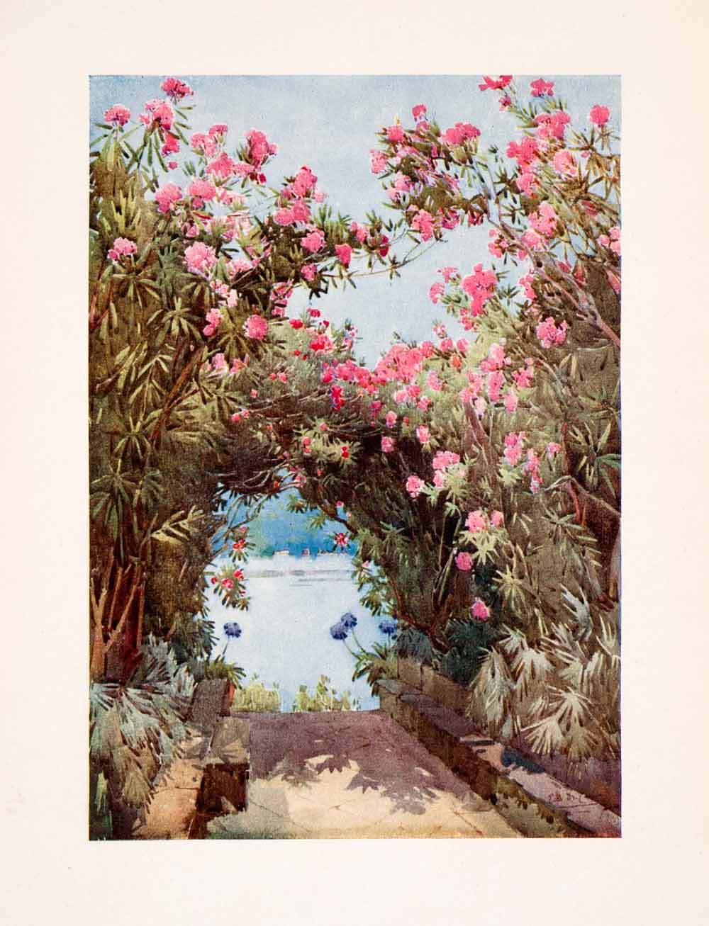 1908 Print Isola Madre Maggiore Lake Oleanders Italy Floral Ella Du Cane XGHA5