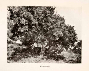 1905 Halftone Print Carob Tree France Mediterranean Native Species XGHA8