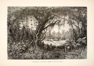 1875 Wood Engraving Menispermum Barbascum Fishery Palta Lake Rainforest XGHC1