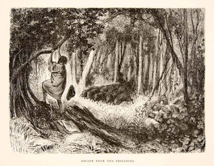 1875 Wood Engraving Conibo Escape Peccaries Rainforest South America Hunt XGHC1