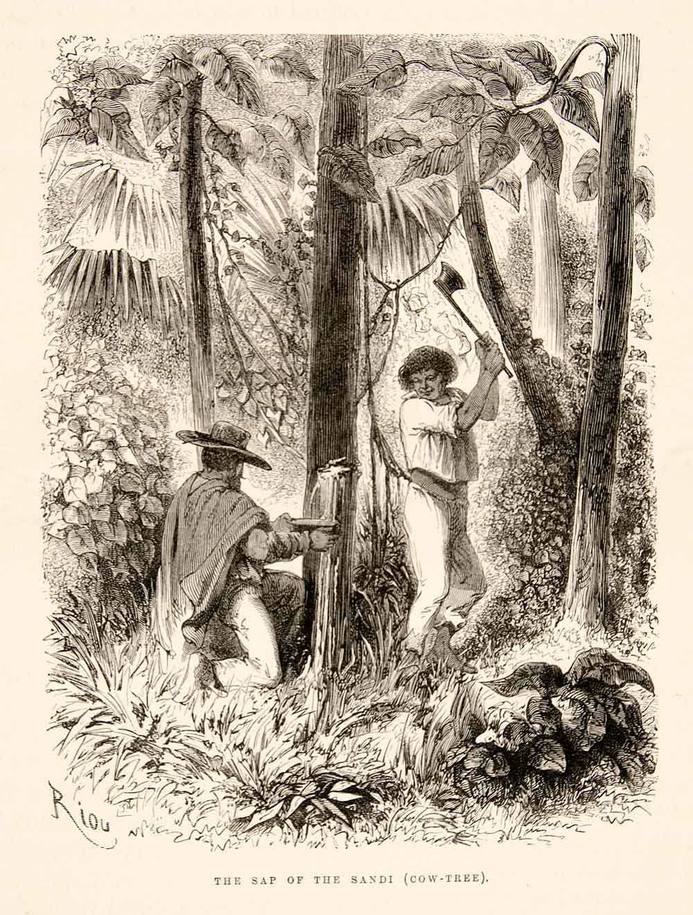 1875 Wood Engraving Sap Sandi Cow Tree Rainforest South America Ax Timber XGHC1