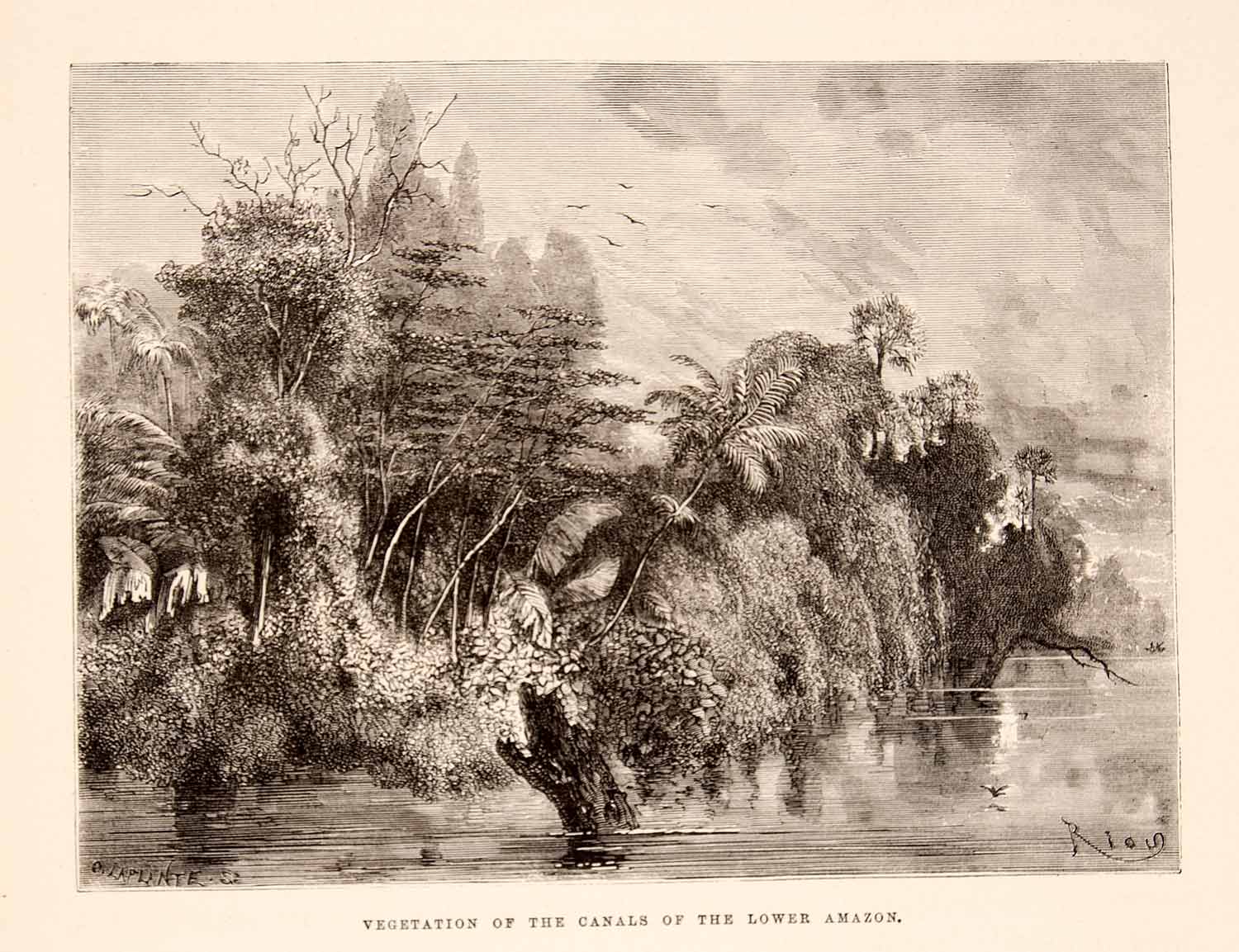 1875 Wood Engraving Vegetation Canals Lower Amazon Botanical Brazil Shore XGHC1