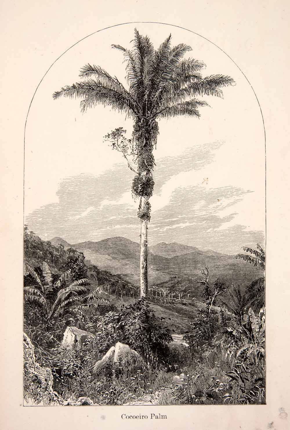 1868 Wood Engraving Brazil Cocoeiro Palm Tree Coconut Landscape Plants XGHC3