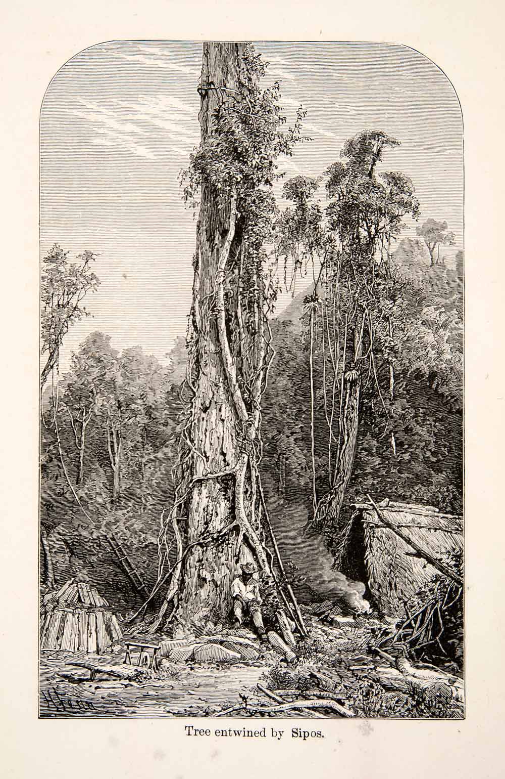 1868 Wood Engraving Tree Entwined Sipos Brazil Fig Forest Harry Fenn XGHC3