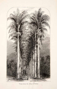 1868 Wood Engraving Vista Alley Palms Brazil Trees Plants People Walking XGHC3