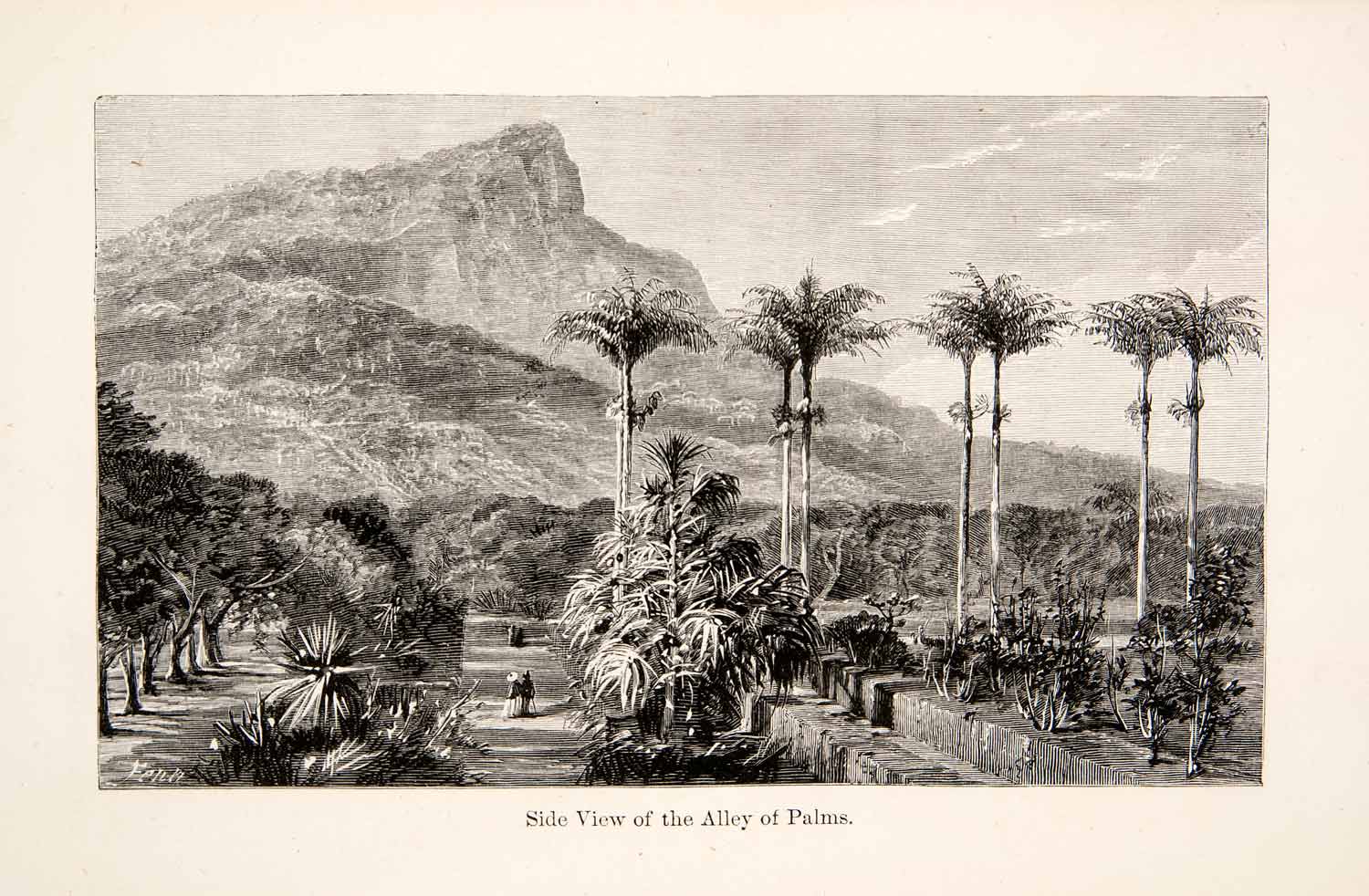1868 Wood Engraving Mountain Palm Tree Alley Plants Harry Fenn Serra Dos XGHC3