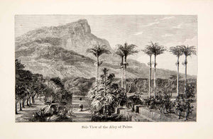 1868 Wood Engraving Mountain Palm Tree Alley Plants Harry Fenn Serra Dos XGHC3
