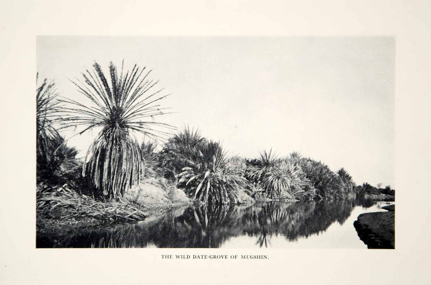 1932 Print Wild Date Palm Grove Mugshin Oman Landscape Oasis Middle East XGHD7