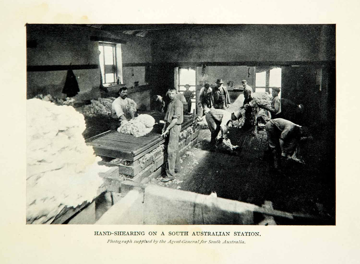 1910 Print Hand-Shearing Wool Sheep South Australian Station Agricultural XGHD8