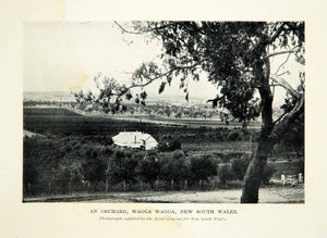 1910 Print Orchard Wagga Wagga New South Wales Australia Historical Image XGHD8