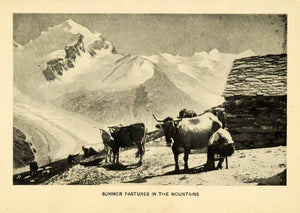 1902 Halftone Print Switzerland Milk Dairy Mountain Alps Cattle Cow Pasture XGI3