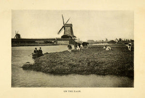 1906 Print Zaan Windmill Canoe Cattle Cows North Holland Netherlands River XGI9