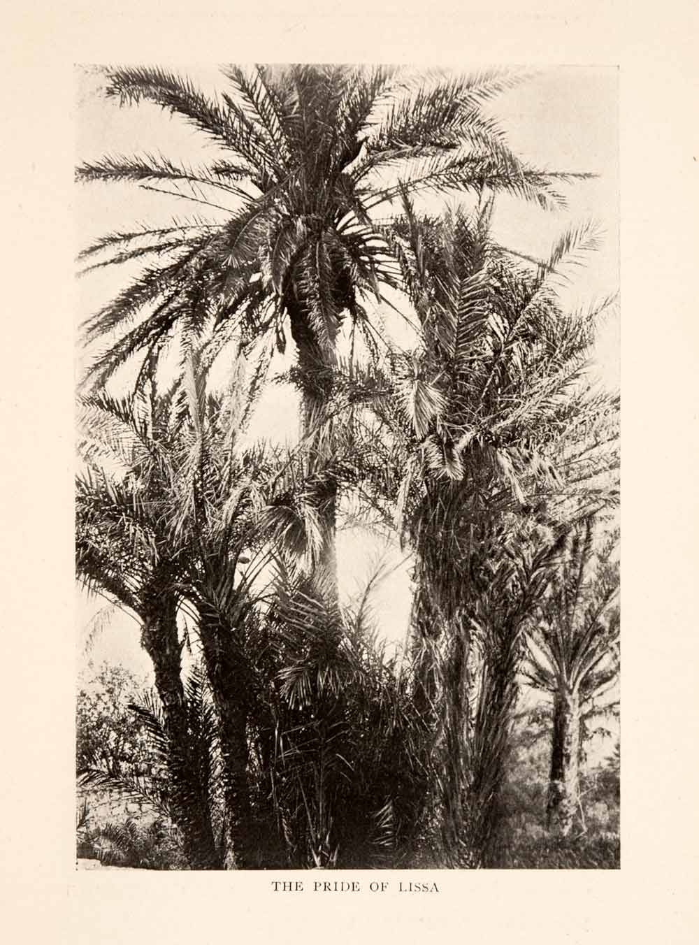 1908 Halftone Print Date Palm Vis Lissa Island Croatia Adriatic Sea Tree XGIA1