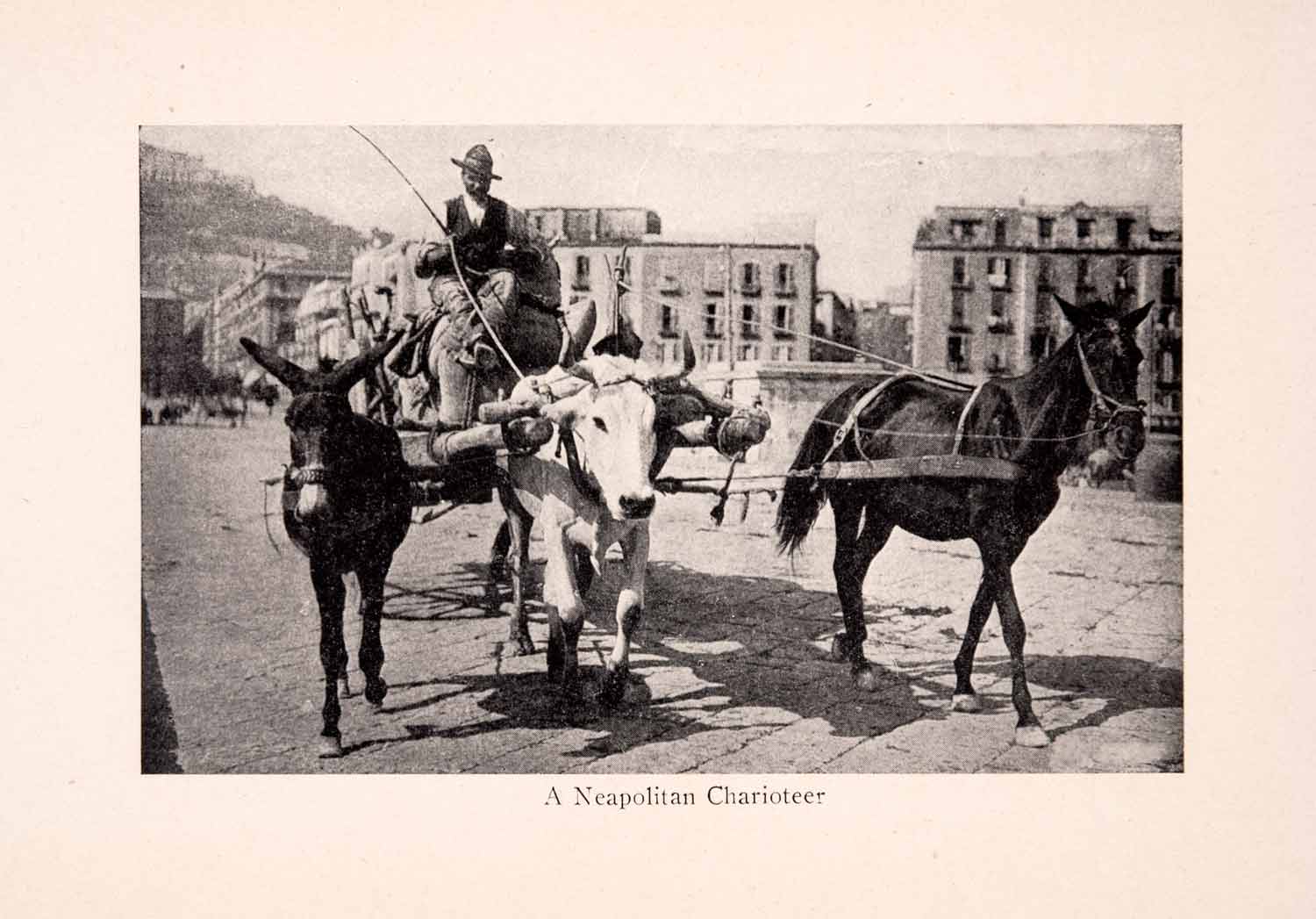 1912 Print Neapolitan Charioteer Chariot Horse Cow Donkey Wagon Italy XGIA2
