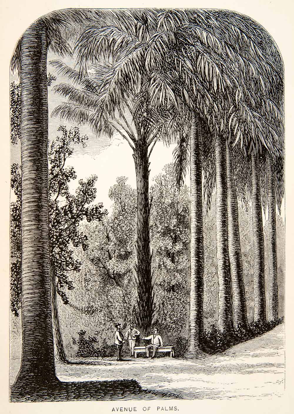 1871 Wood Engraving Cuba Palms Avenue Tree Street Royal Road Park Bench XGIB3