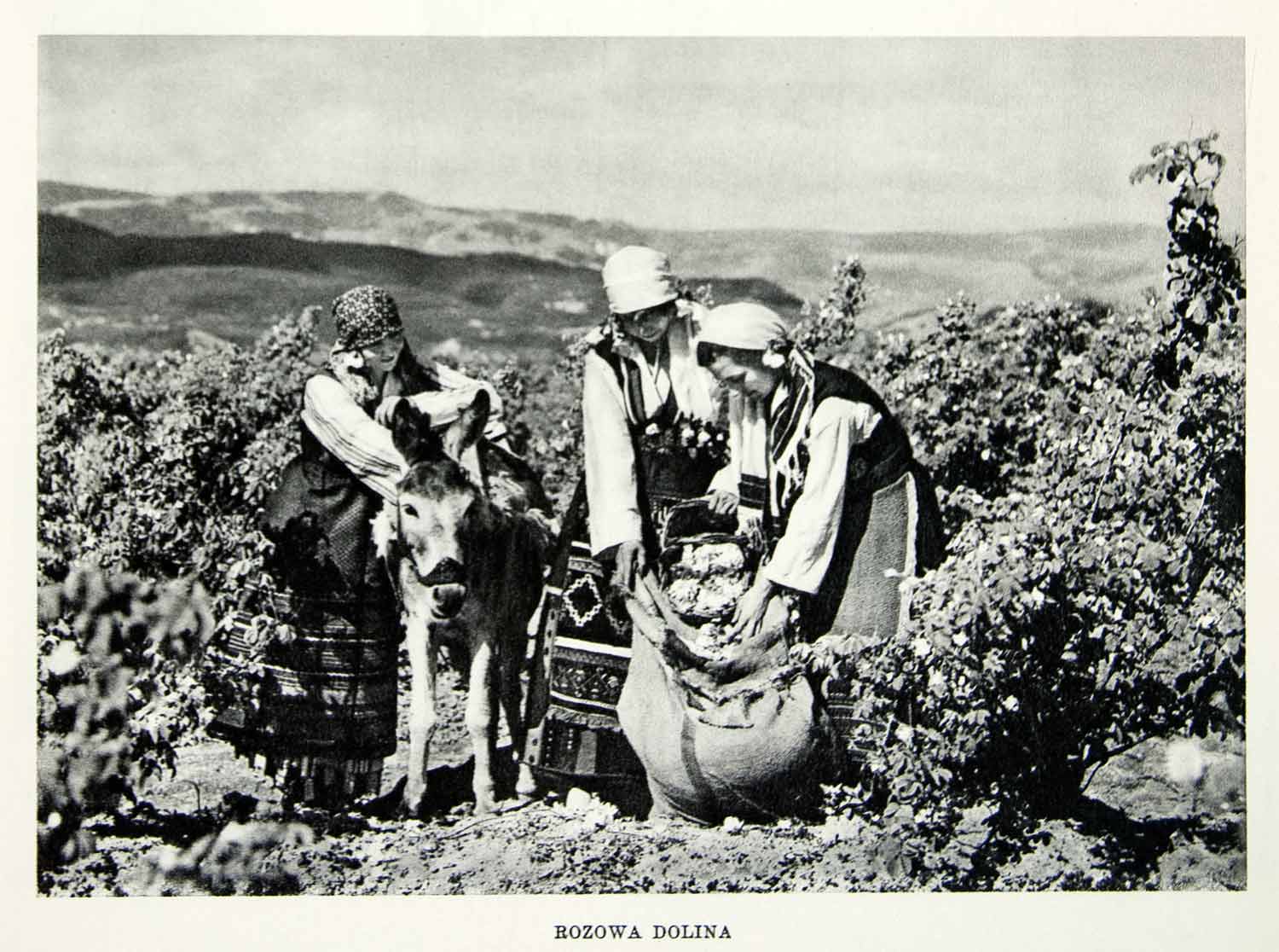 1952 Rotogravure Dolina Bulgaria Agriculture Women Mule Field Crop Harvest XGIC3