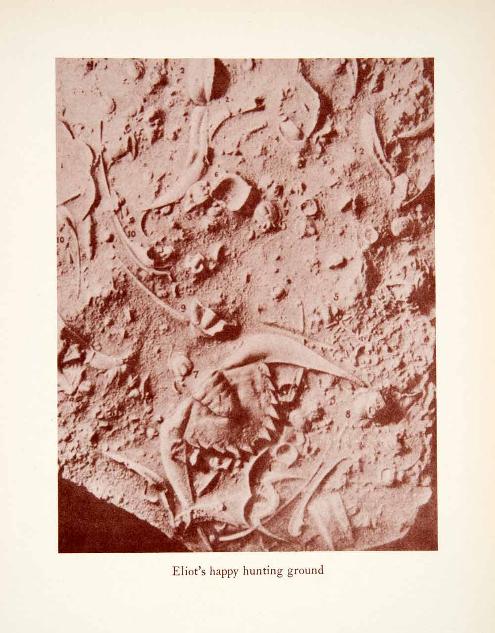 1949 Print Hunting Ground Fossils China Fossilized Remains Bones Chinese XGIC4