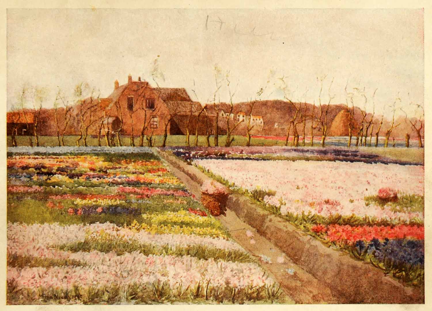 1913 Print Hyacinth Flower Garden Holland Floral Landscape Nico Jungmann XGJ2