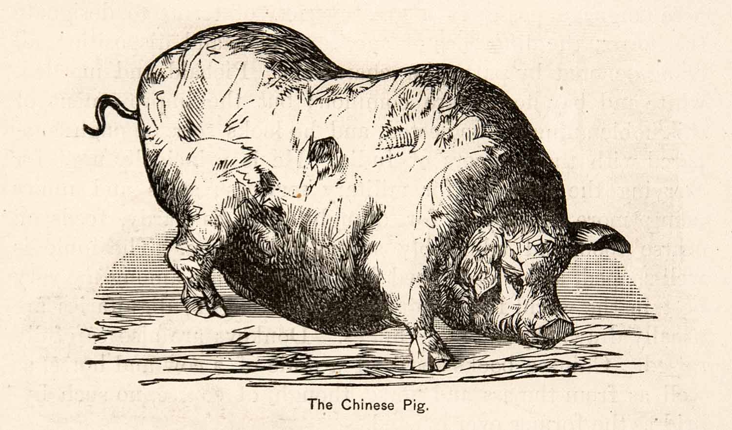 1898 Wood Engraving Chinese Pig Animal Carry Fire Pit Cook Eat Traditional XGJC3