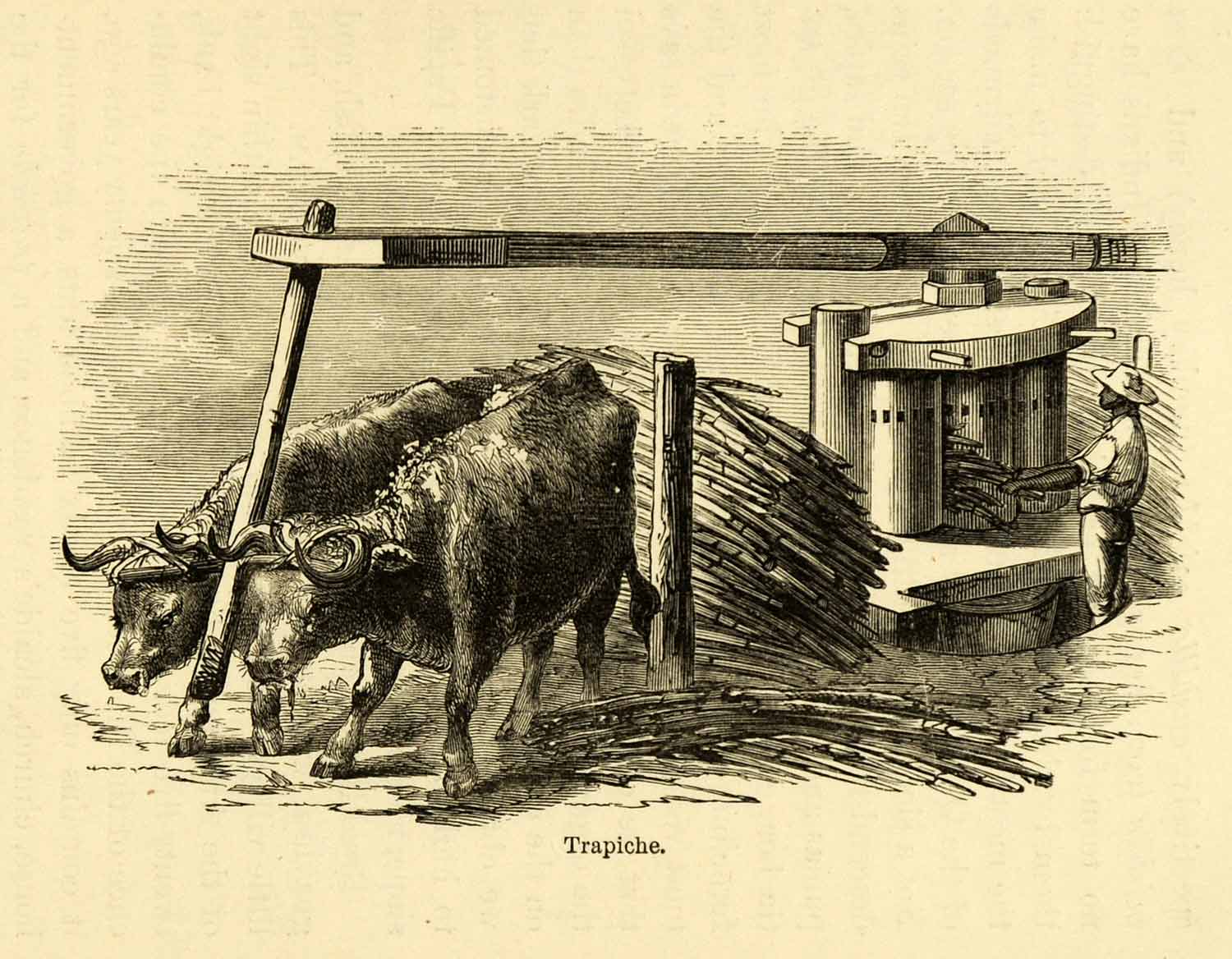 1875 Lithograph Trapiche Argentina Ox Bull Grinding Wheat Farm Pulling XGK8