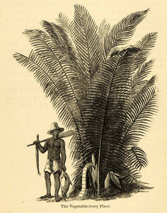 1875 Lithograph Andes Vegetable Ivory Plant Man Fish Amazon Stream XGK8