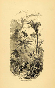 1875 Lithograph Climbing Andes Donkey Amazon Jungle Palm Trail Ascending XGK8