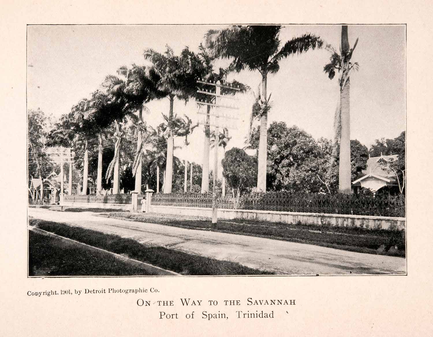 1904 Halftone Print Port of Spain Trinidad Historic Tree Avenue Telegraph XGKA3