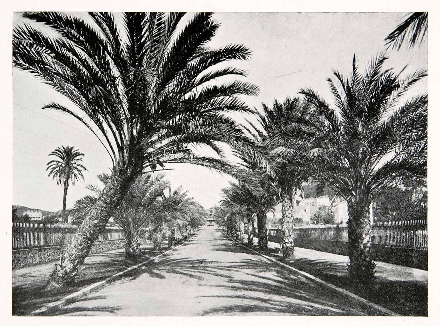 1902 Print Street Rue Palmieres Palm Trees Hyeres French Riviera XGKB3