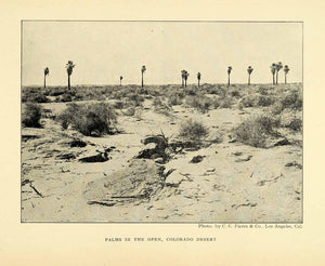 1906 Print Colorado Desert Palm Trees Natural History Landscape Photography XGL5