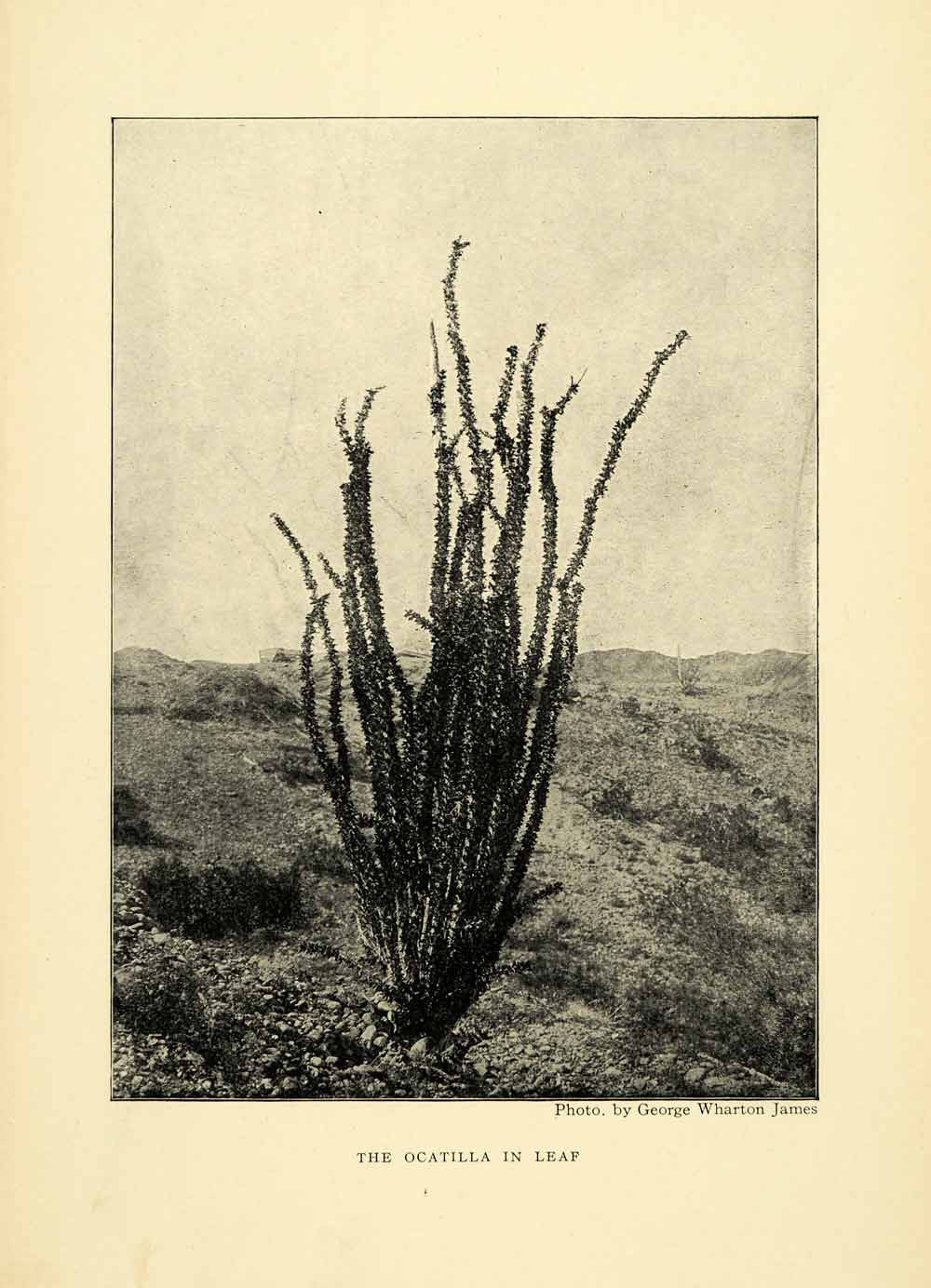 1906 Print Ocatilla Cactus Blooming Colorado Desert Wharton James XGL5