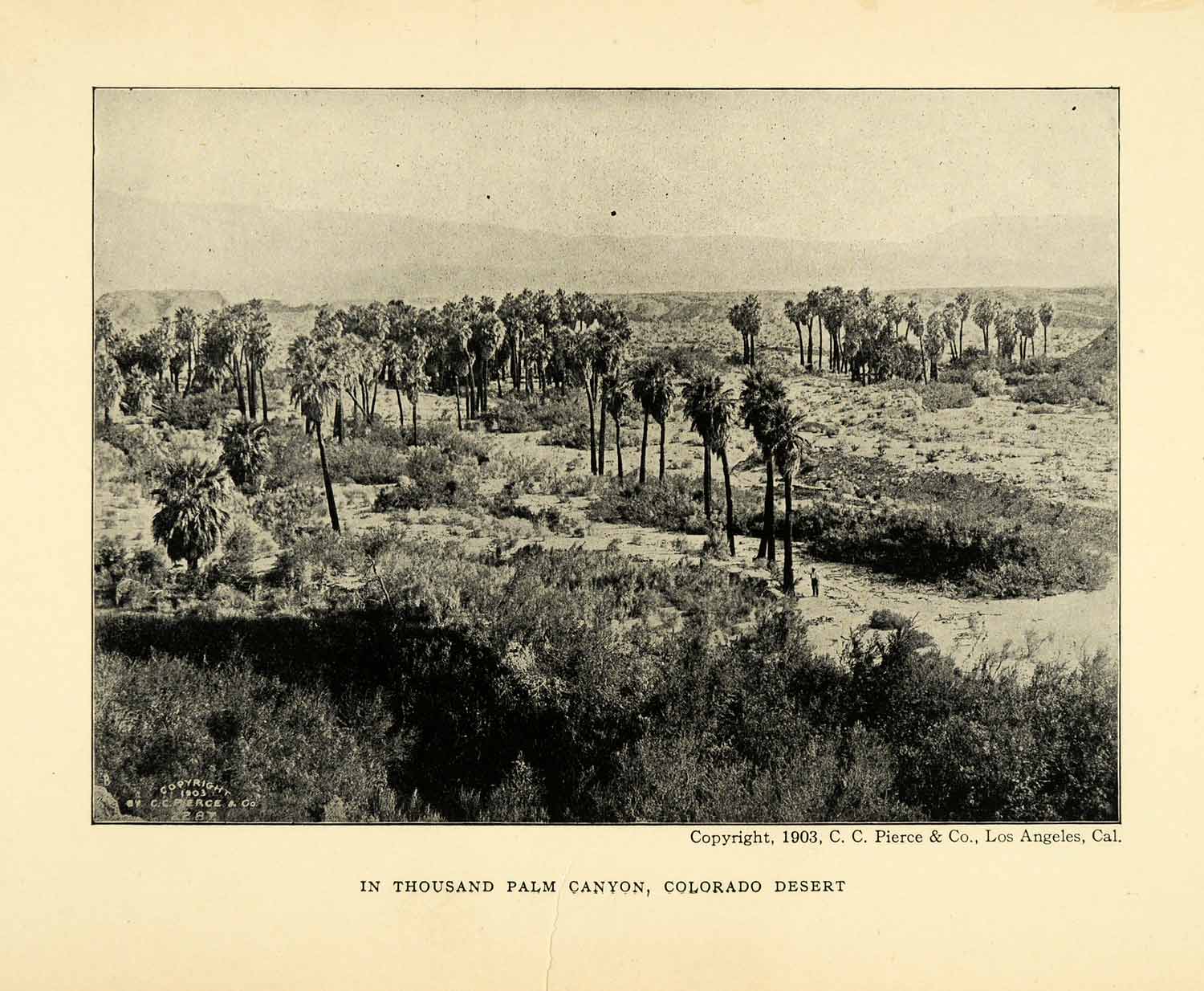 1906 Print Thousand Palm Canyon Colorado Desert Landscape Natural History XGL5