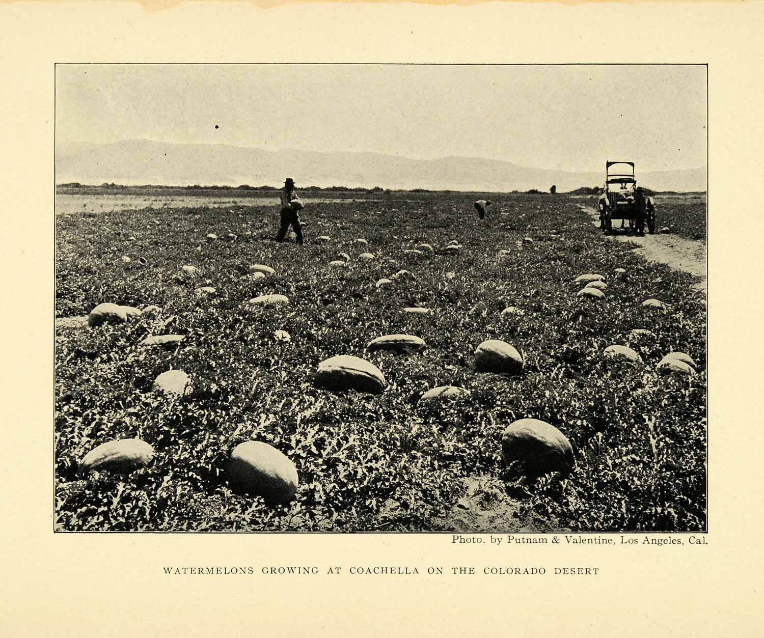 1906 Print Coachella California Colorado Desert Watermelon Patch XGL5