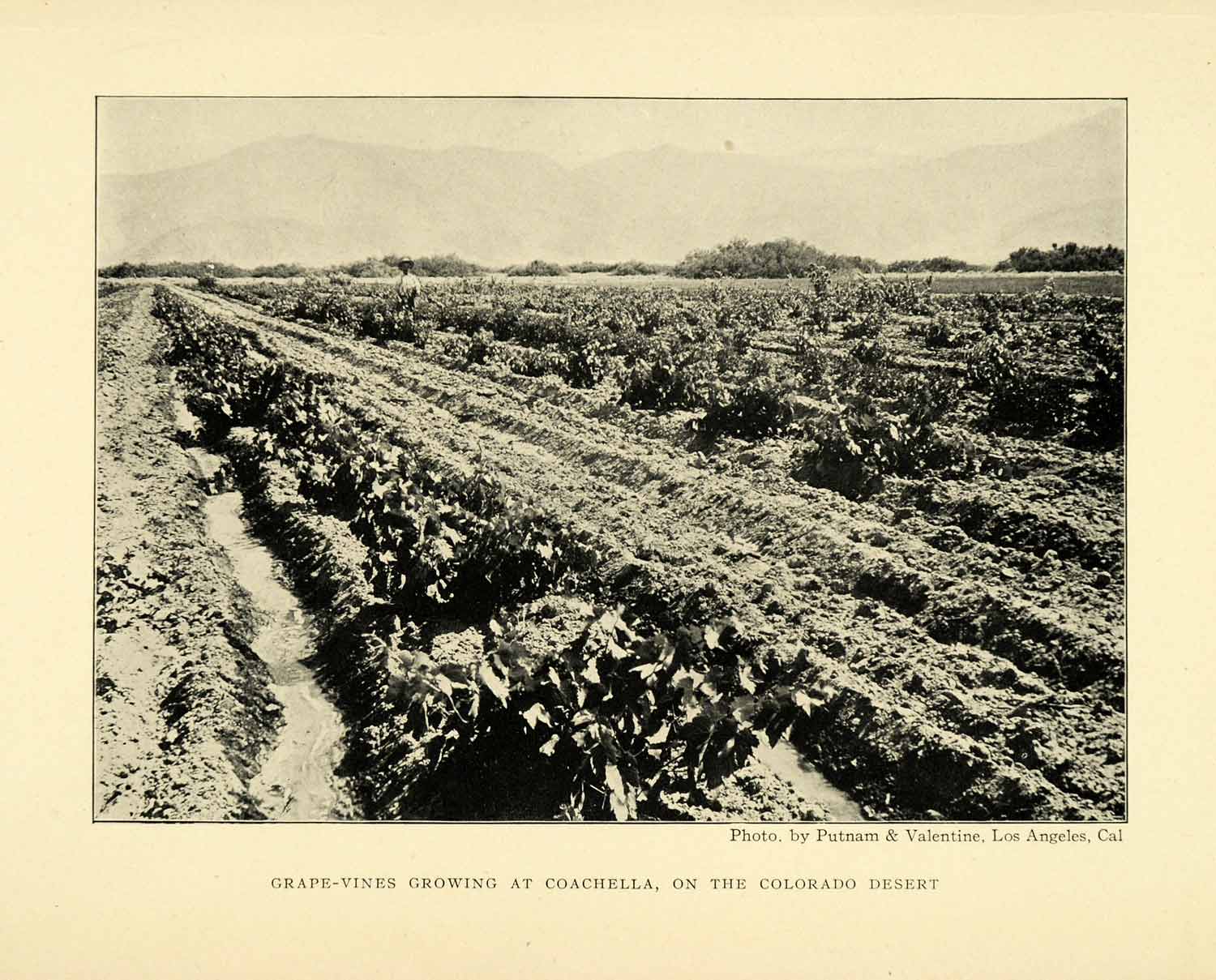 1906 Print Coachella California Grape Vines Colorado Desert Farming XGL5